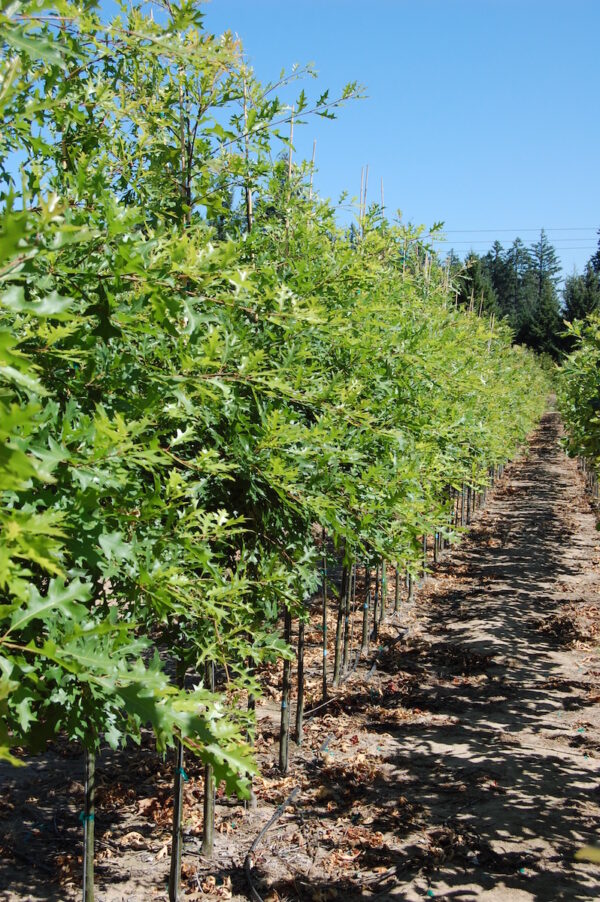 Row of young Quercus palustris or Pin Oak trees.