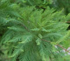 Taxodium distichum 'Mickelson' (Shawnee Brave Bald Cypress) Leaves