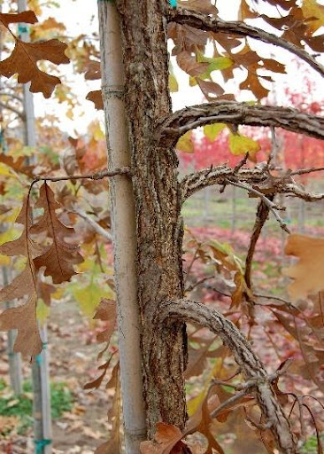 Thick corky bark of the Quercus macrocarpa or Bur Oak tree.