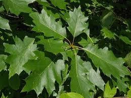 Glossy multi-lobed green leaves of the Quercus rubra or Northern Red Oak tree.