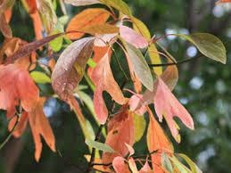 Red, yellow, orange leaves of the Sassafras albidum or Sassafrass tree in the fall.