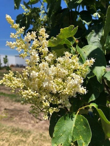 Cluster of tiny creamy white flowers of the Syringa reticulata 'Ivory Silk' or Ivory Silk Japanese Tree Lilac