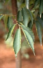 Elliptical green leaves of the Zelkova serrata 'Green Vase' or Green Vase® Japanese Zelkova tree.
