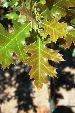 Close up image of the glossy lobed green leaves of the Quercus ellipsoidalis or Northern Pin Oak.