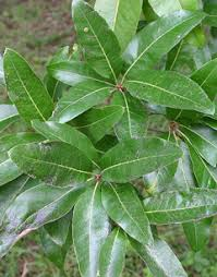 Shiny dark green oval shaped leaves of the Quercus imbricaria or Single Oak tree.