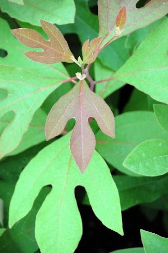 Several green leaves of the Sassafras albidum or Sassafrass tree.