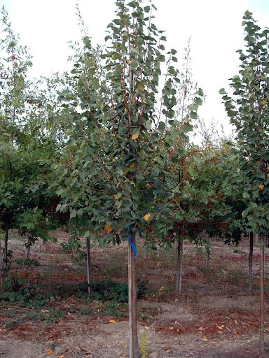 Tilia cordata 'Greenspire' or Greenspire® Linden tree.