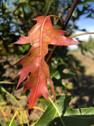 Bright red-yellow leaf of the Quercus palustris 'PWJR08' or Pacific Brilliance™ Pin Oak tree.