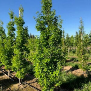 Row of young Quercus robur x alba 'Scarlet Letter' or Scarlet Letter™ Oak trees with green foliage.