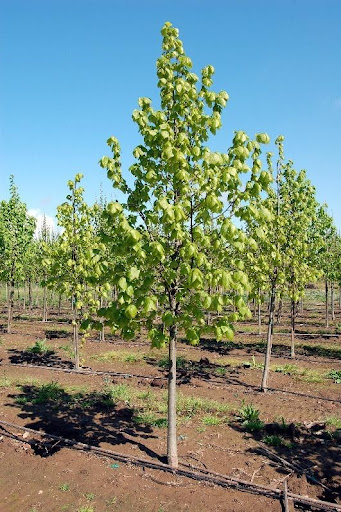 Tilia americana 'Redmond' or Redmond Linden tree.