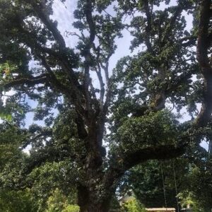 A large, majestic Quercus garryana or Oregon White Oak with a massive branching trunk.