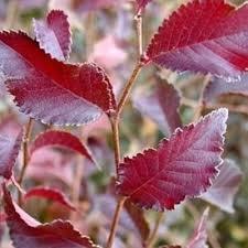 Deep red leaves of the Ulmus x carp. 'Frontier' or Frontier Elm tree.