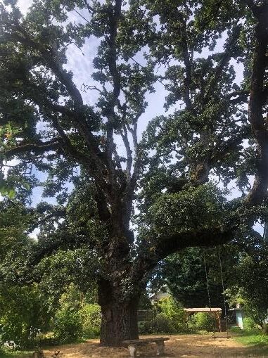 A large, majestic Quercus garryana or Oregon White Oak with a massive branching trunk.