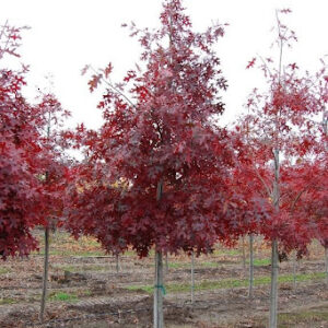 Young Quercus coccinea or Scarlet Oak tree with bright red leaves.