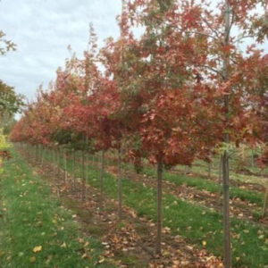 Row of young Quercus shumardii or Shumard Oak trees with red fall colors.