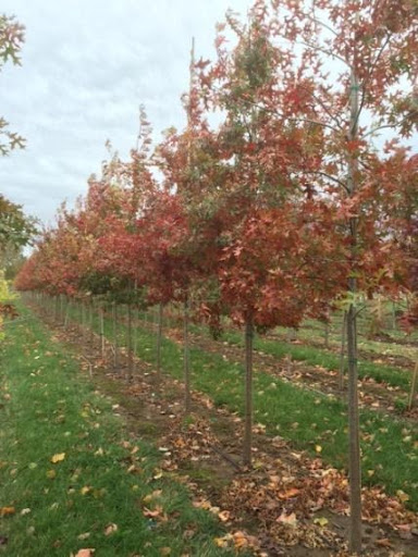 Row of young Quercus shumardii or Shumard Oak trees with red fall colors.