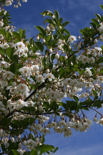 Branch with beautiful white flowers of the Styrax japonica 'Snowbell' or Japanese Snowbell