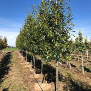 Row of Quercus palustris 'PWJR08' or Pacific Brilliance™ Pin Oak trees with glossy green leaves.