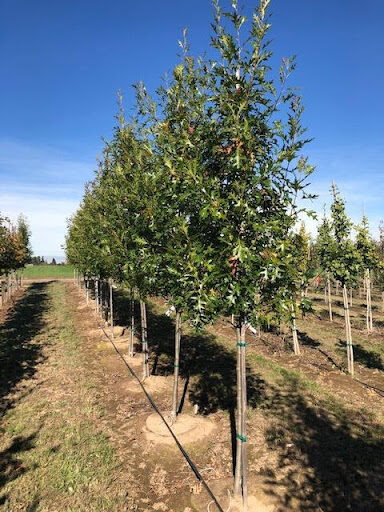 Image of a row of Quercus palustris 'PWJR08' or Pacific Brilliance™ Pin Oak trees with glossy green leaves.