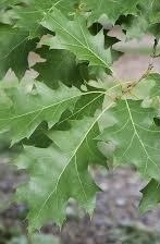 Multi-lobed green leaves with sharp bristles of the Quercus shumardii or Shumard Oak tree.