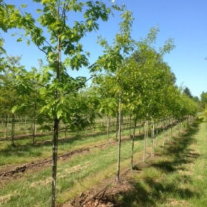 Row of young Quercus rubra or Northern Red Oak trees with green foliage.