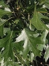 Glossy green multi-lobed leaves of the Quercus velutina or Northern Black Oak tree.