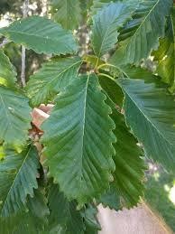 Green leaves of the Quercus montana or Chestnut Oak tree.