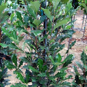 Quercus x bicolor 'Long' or Regal Prince® Oak tree with glossy dark green multi-lobed leaves.