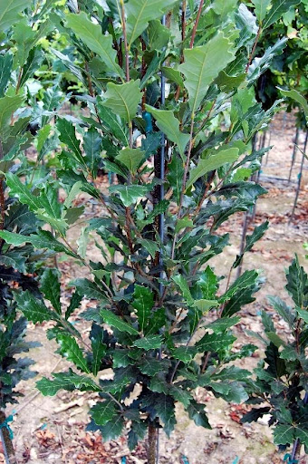 Quercus x bicolor 'Long' or Regal Prince® Oak tree with glossy dark green multi-lobed leaves.