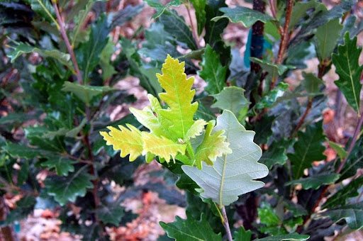 A few light yellow and many dark green multi-lobed leaves of the Quercus x bicolor 'Long' or Regal Prince® Oak tree.