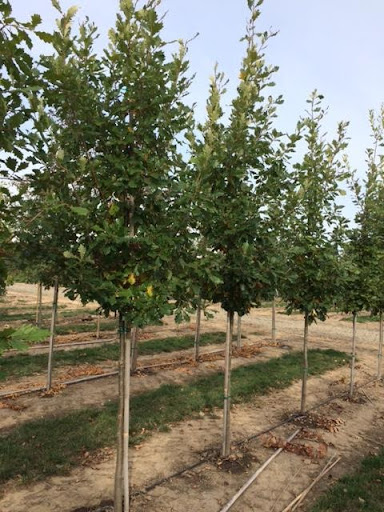 Quercus x macdanielii 'Clemons' or Heritage® Oak trees.