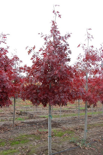 Young Quercus coccinea or Scarlet Oak tree with bright red leaves.
