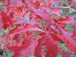 Brilliant red leaves of the Quercus coccinea or Scarlet Oak tree.