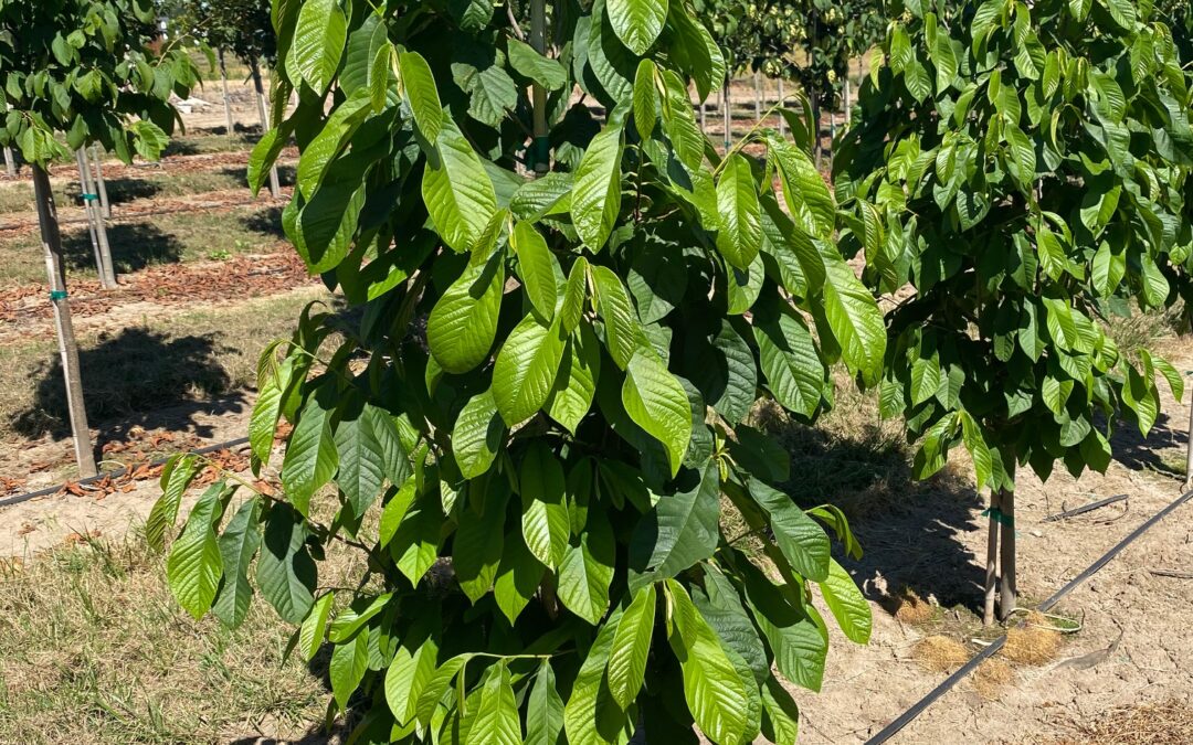 Asimina triloba – Paw Paw Fruit Tree