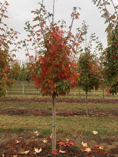 Legacy sugar maple in the nursery field in fall with orange foliage.