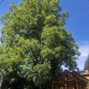 Hardy Pecan next to a home with blue sky.