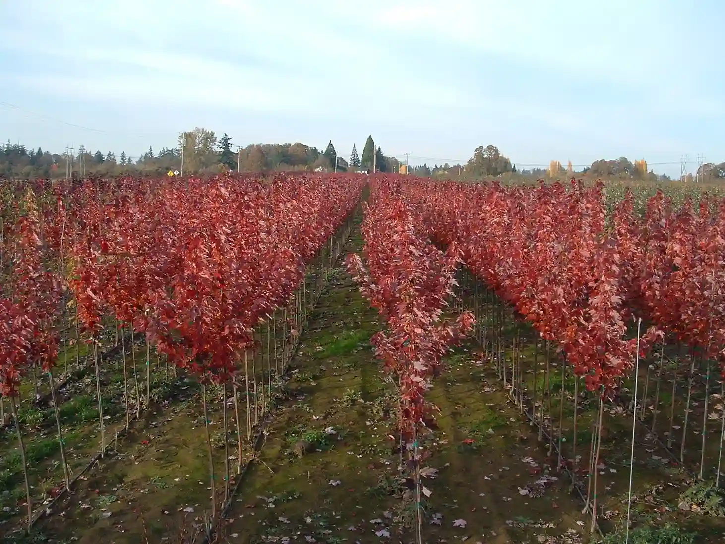 Field of red maples