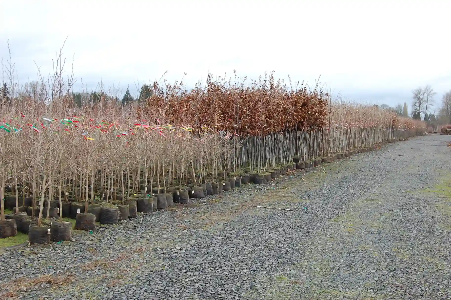 Rows of nursery trees