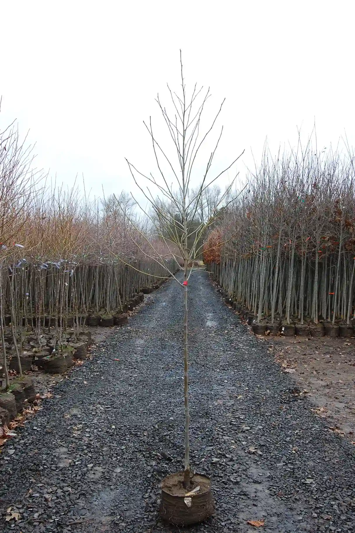 Young tree in nursery